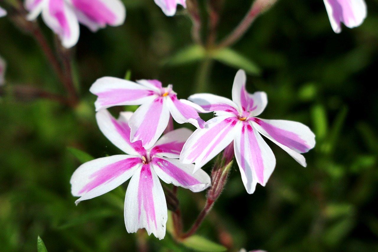 phlox flower spring free photo