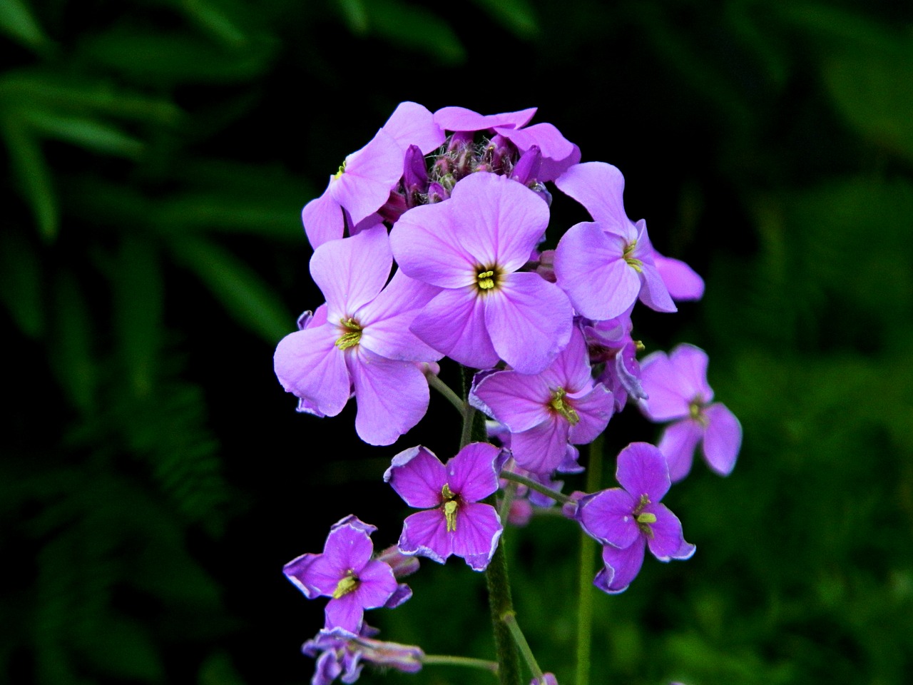 phlox flower garden free photo