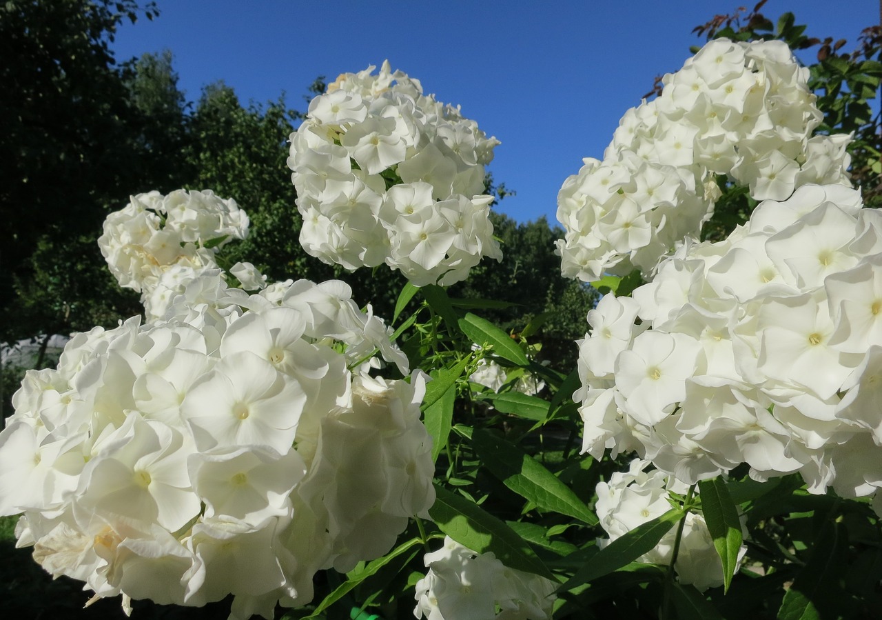 phlox flowers floksa buds free photo