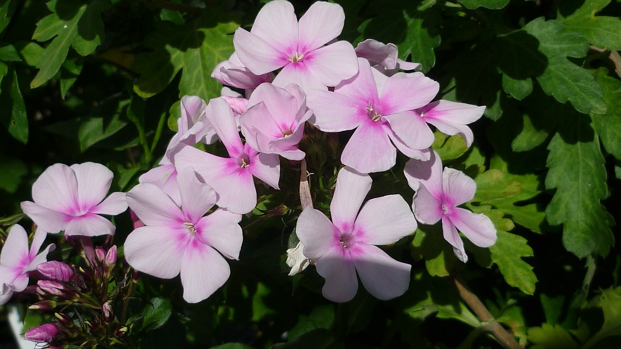 phlox flower garden free photo