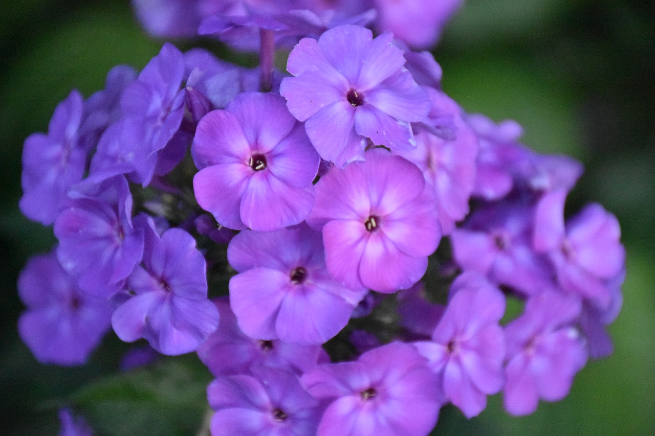 phlox flower purple free photo
