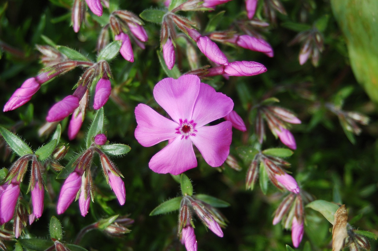 phlox szydlasty flower free photo