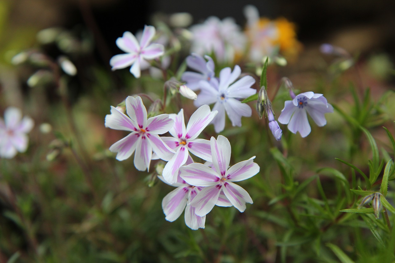 phlox  flowering  spring-flowering free photo