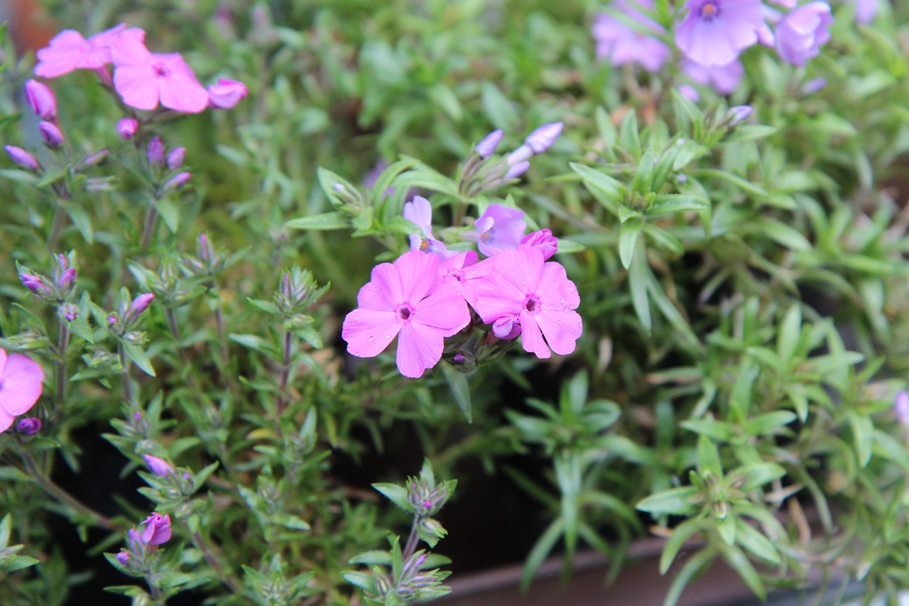 phlox  phlox pink  pink flower free photo