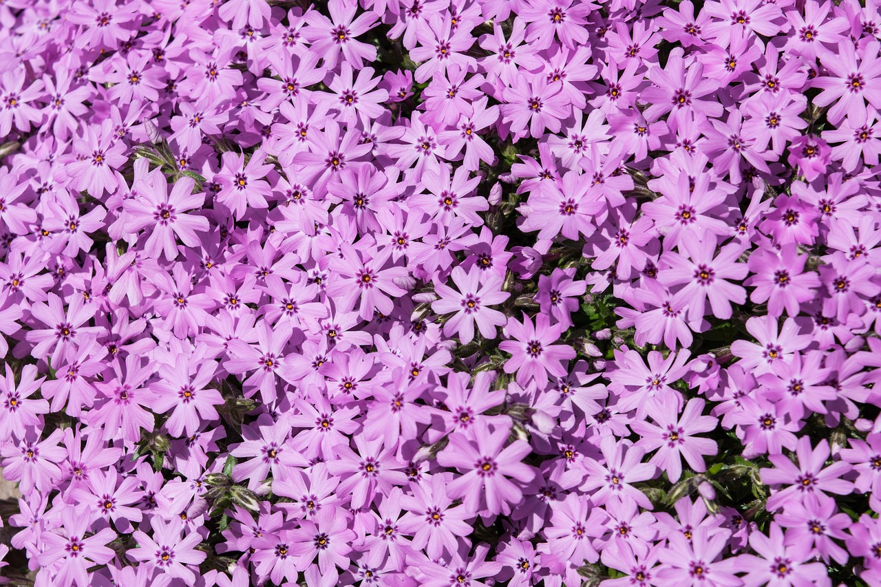 phlox  flower  plant free photo