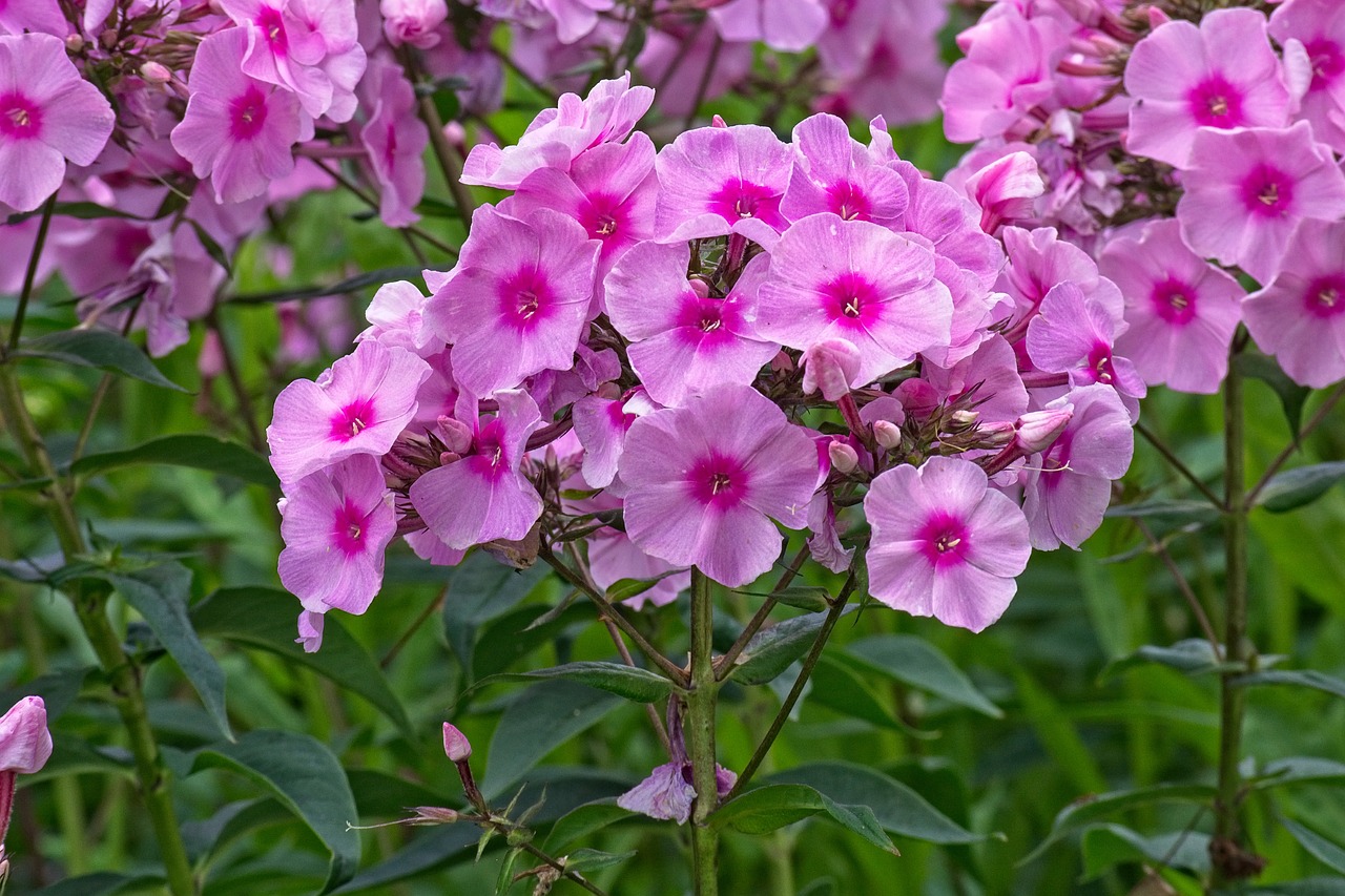 phlox  flame flowers  lock-up herb plants free photo