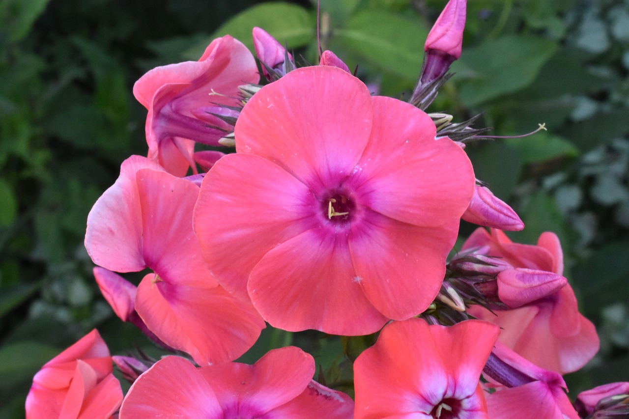 phlox  flowers  plants free photo