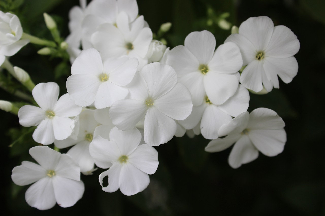 Флокс white admiral фото и описание