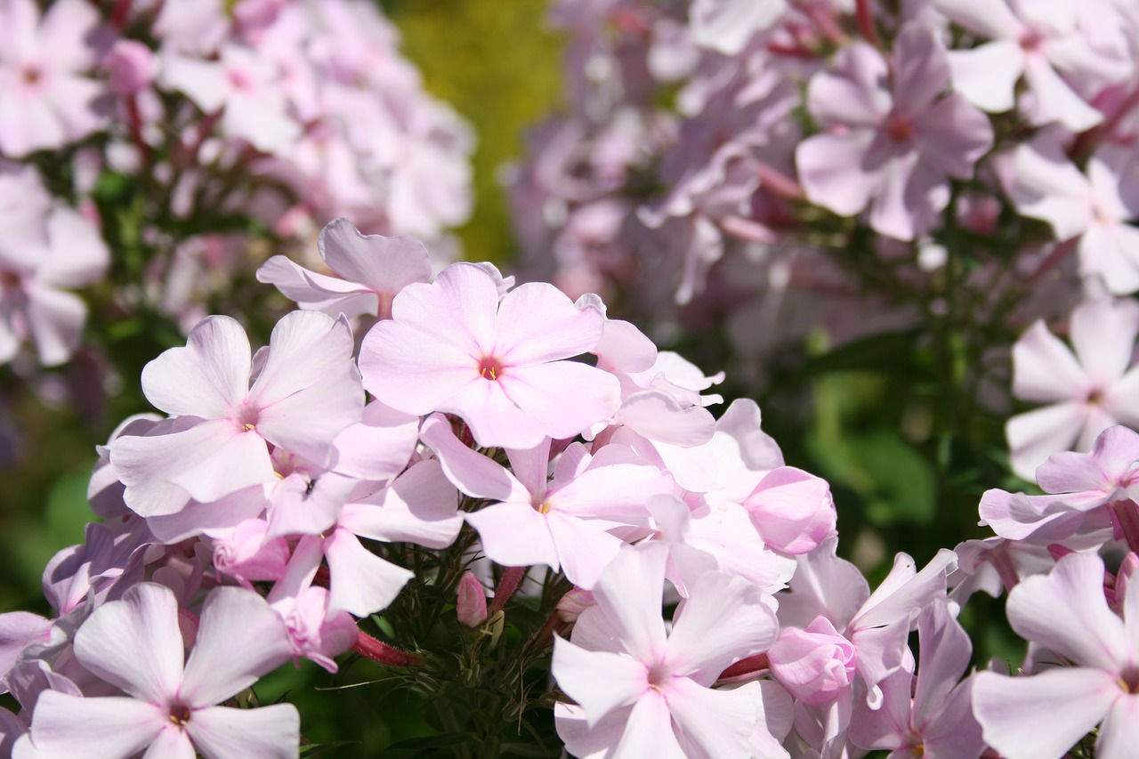 phlox  light pink  garden free photo