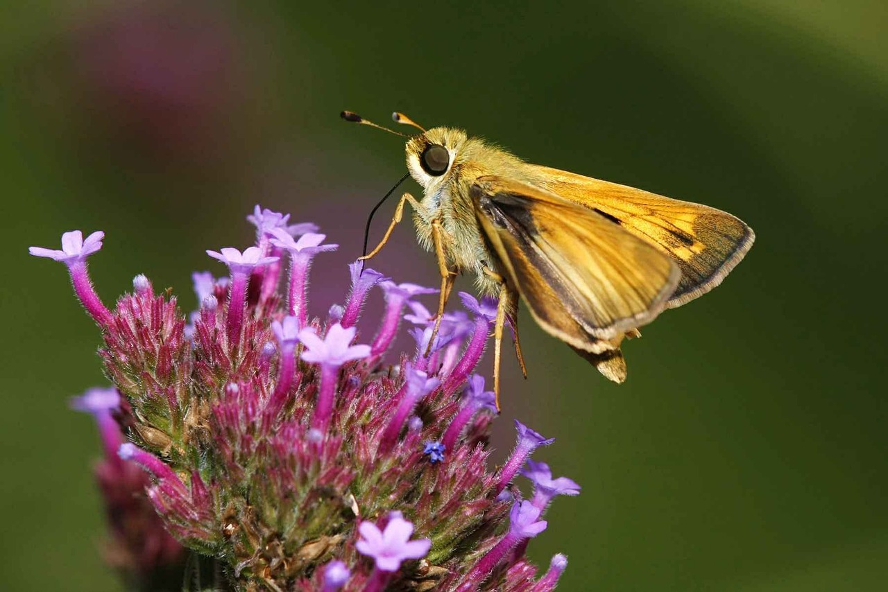 phlox garden comma free photo