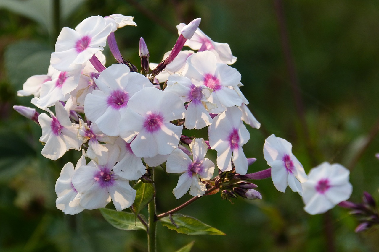 phlox flame flower plant free photo