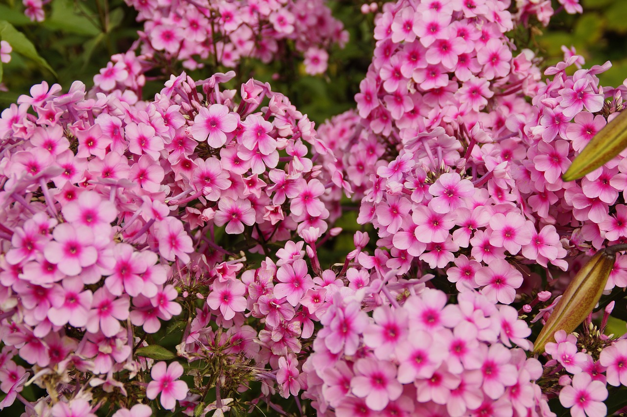 phlox pink pink flower free photo