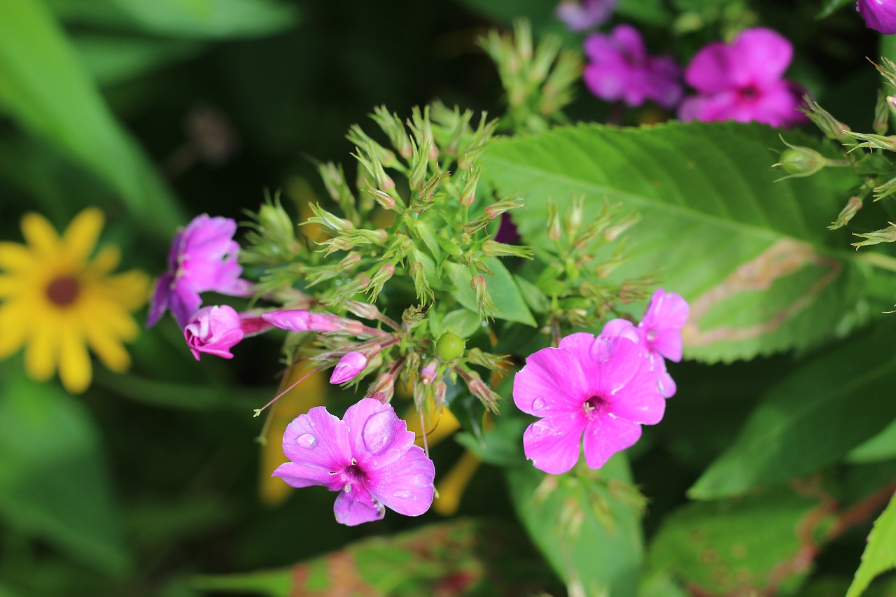 phlox  pink  purple free photo