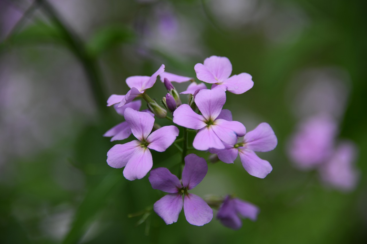 phlox  flower  purple free photo
