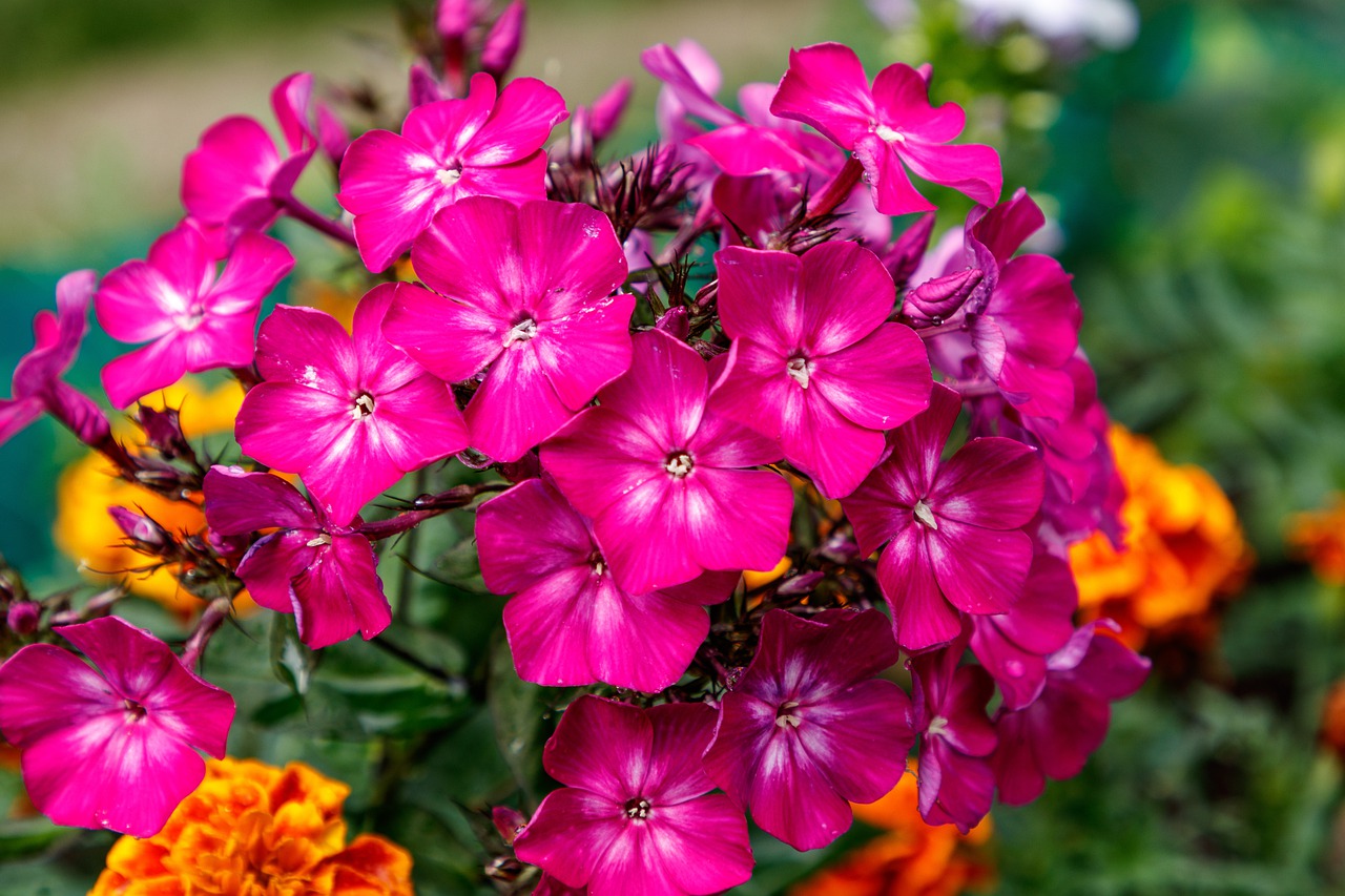 phlox  flower  flower garden free photo