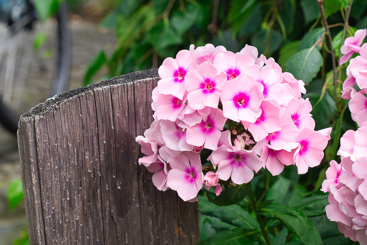 phlox  blossom  bloom free photo