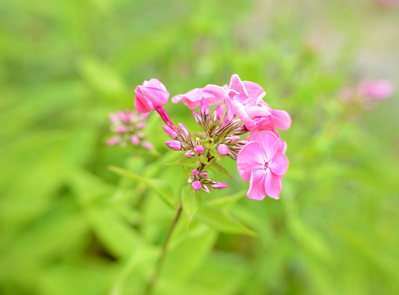 phlox  flower  flowers free photo