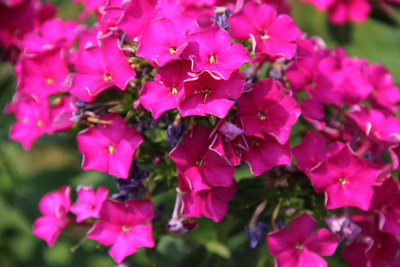 phlox flower purple free photo