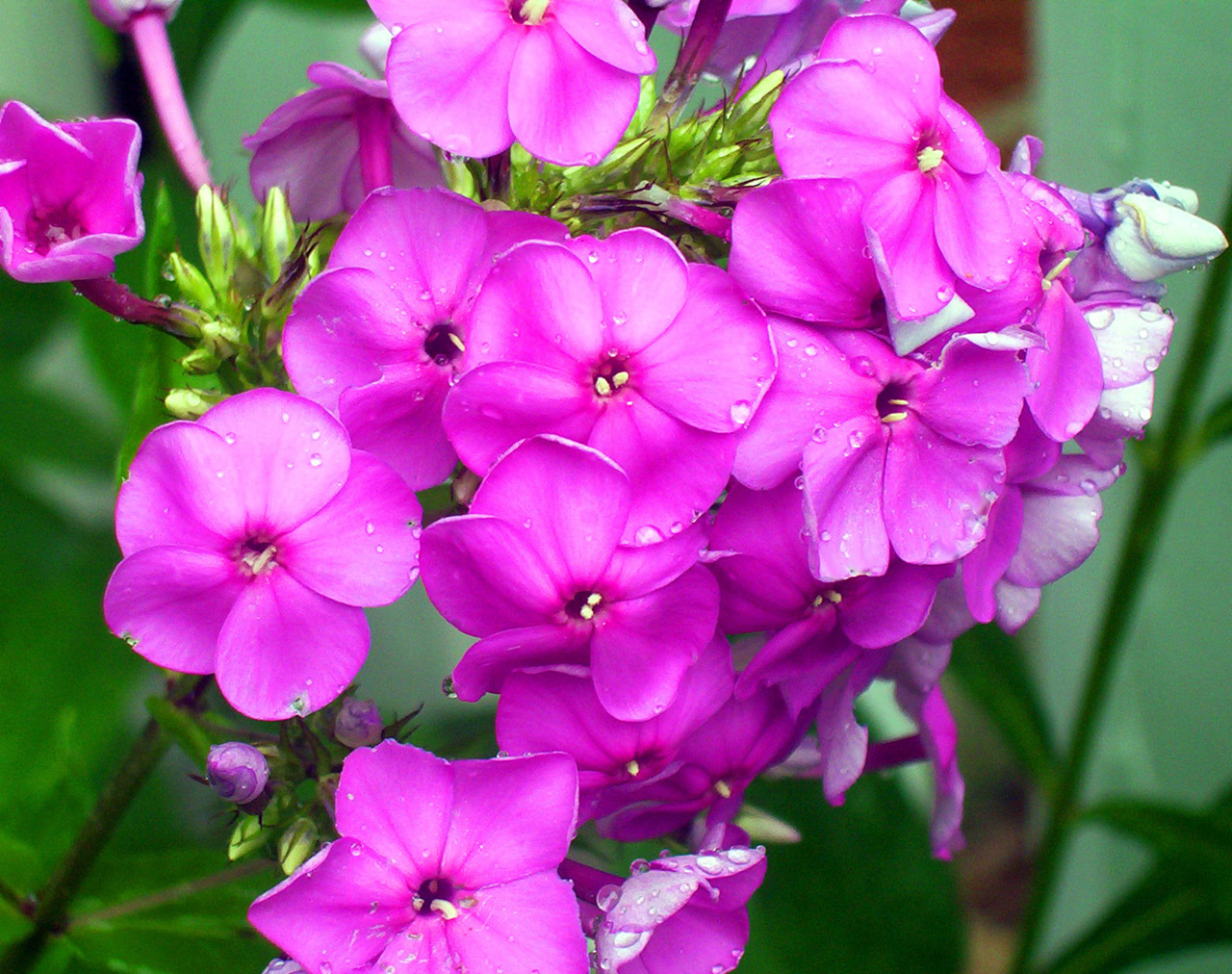 Phlox,pink,phlox,free pictures, free photos - free image from needpix.com