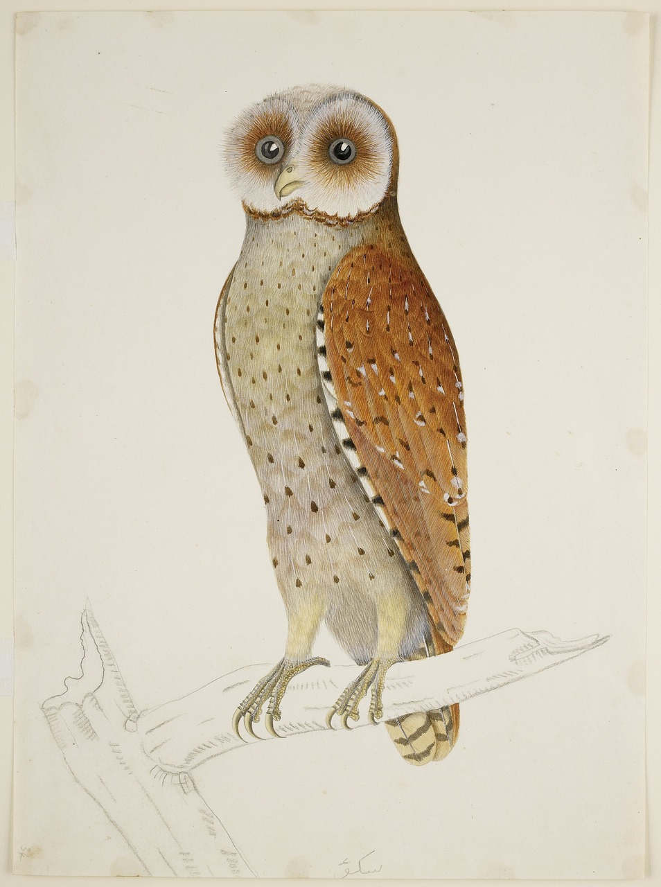 phodilus badius bay owl drawing free photo