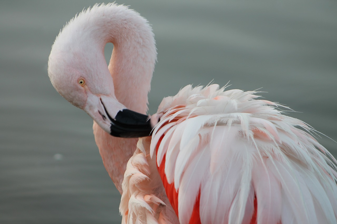phoenicopterus chilensis the chilean flamingo south america free photo