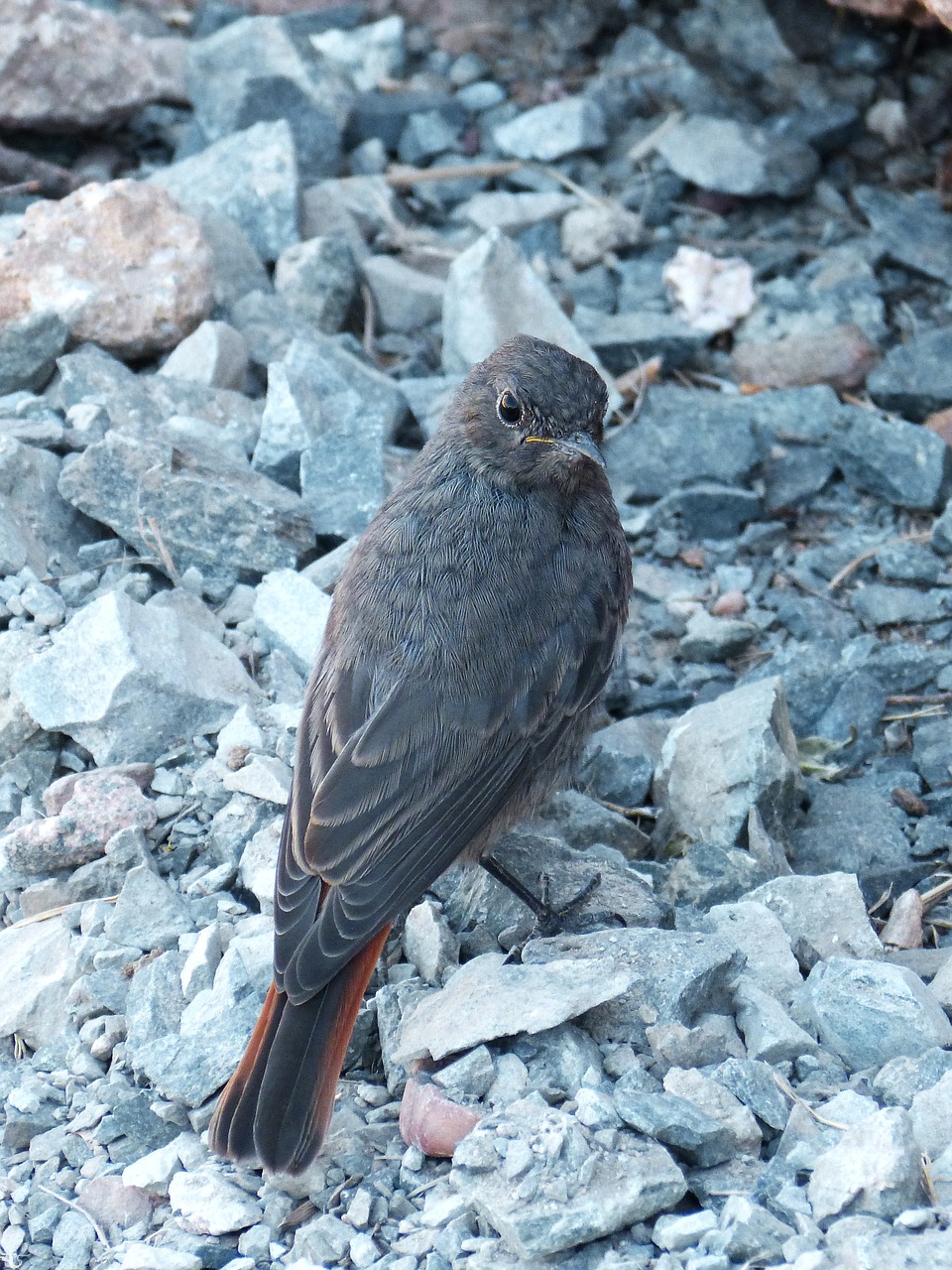 phoenicurus ochruros black redstart smoked free photo