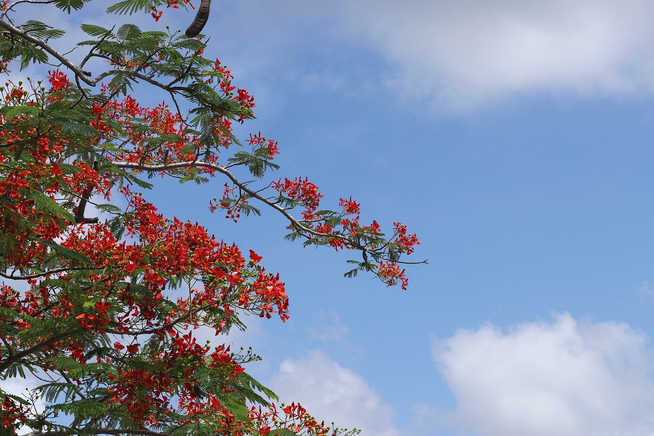 phoenix flower summer red flowers free photo