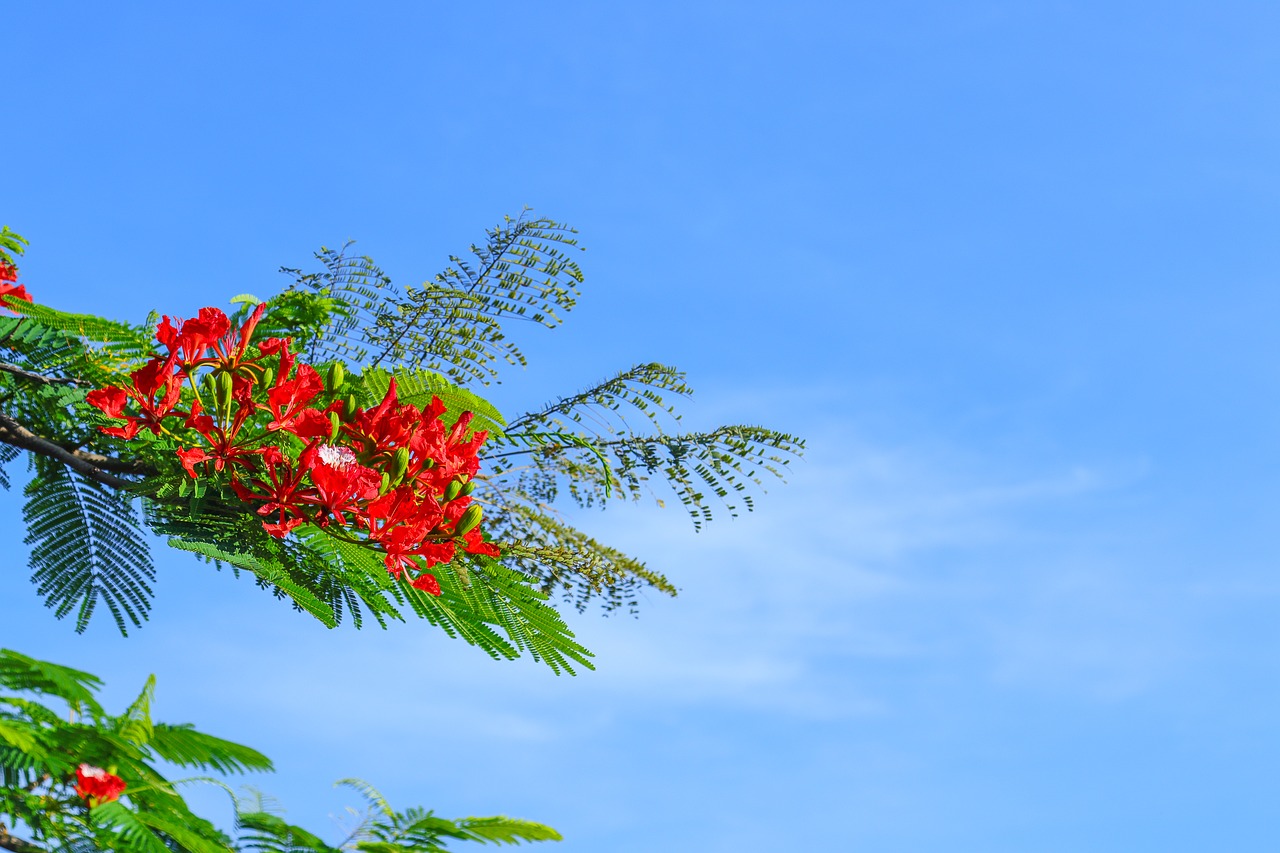 phoenix flower  poinciana free pictures free photo