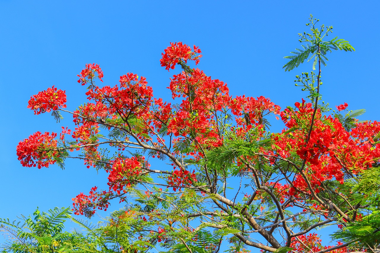 phoenix flower  poinciana free pictures free photo