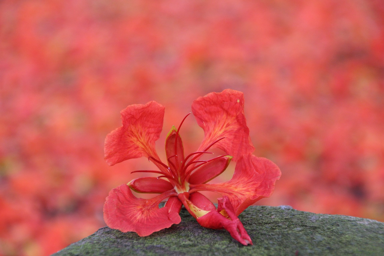 phoenix flower  red flower  red free photo