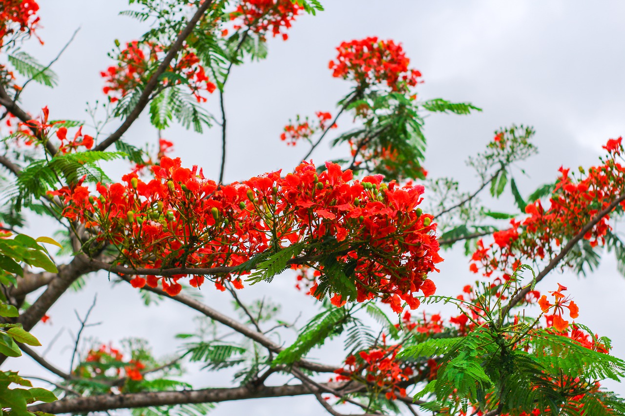 phoenix flower  red flower  my country flower free photo