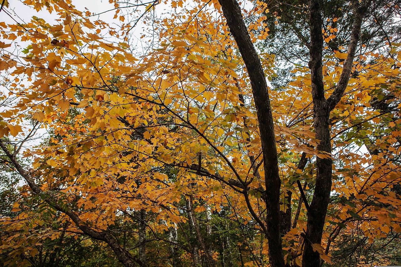 phoenix mountain scenery views free photo