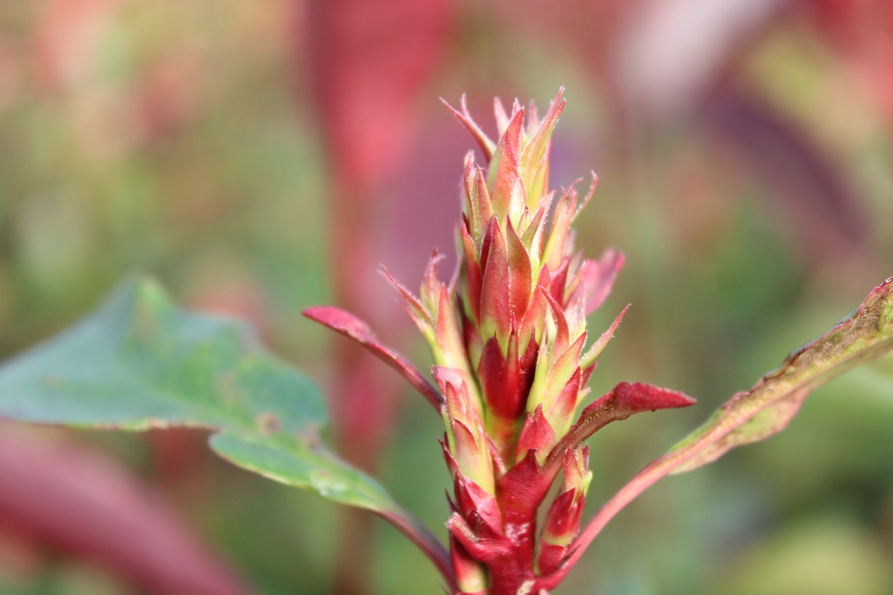 photinia flower garden free photo