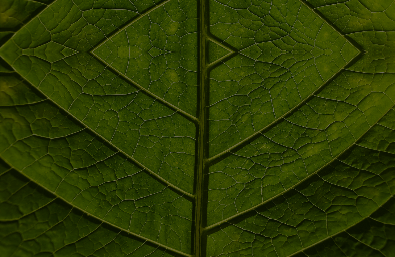 foliage green leaves free photo