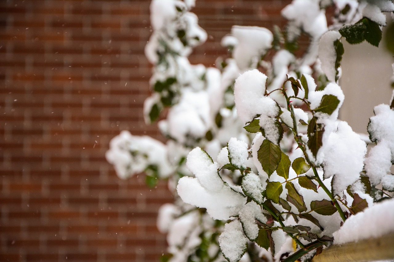 photo the leaves winter free photo