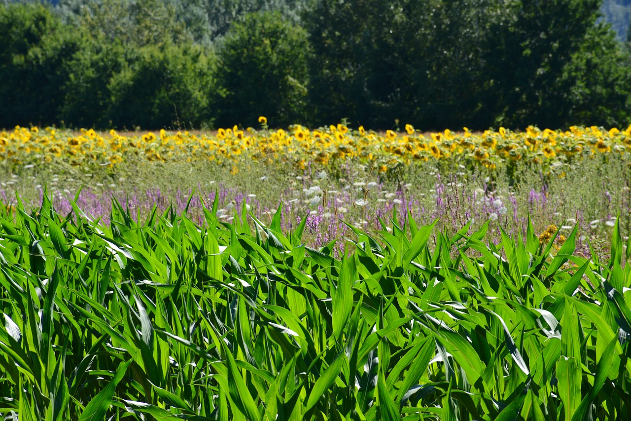 photo flowers nature free photo