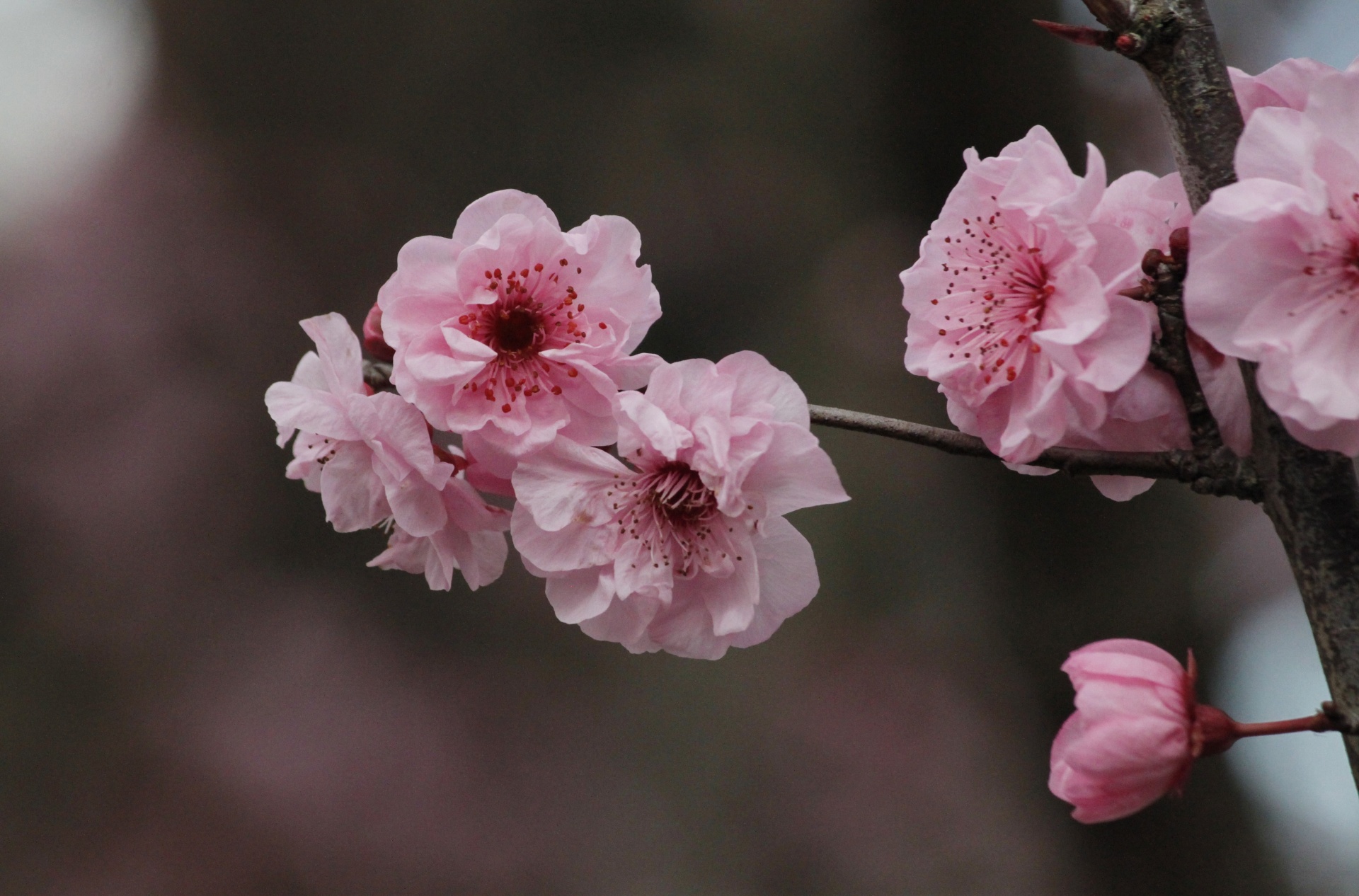 pink flowers floral free photo