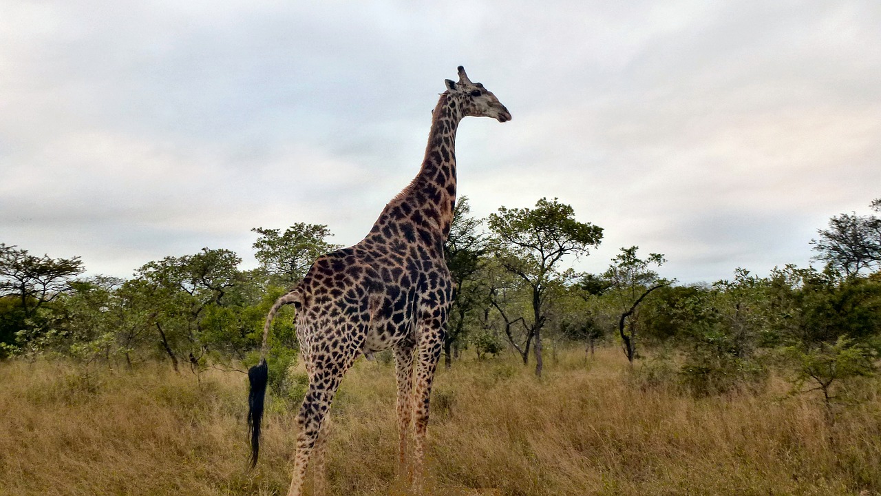 safari animals south africa free photo