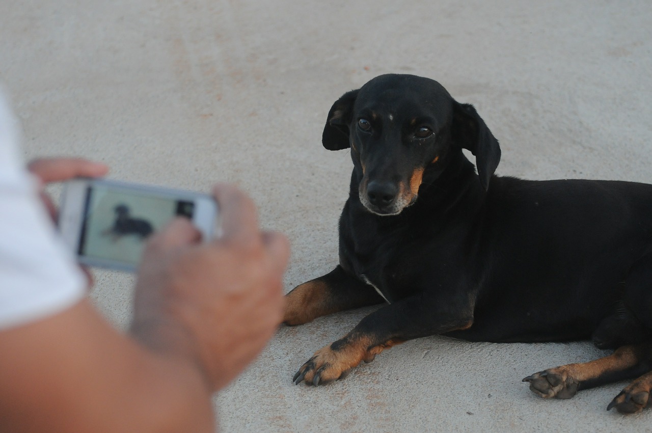 photograph dog iphone free photo