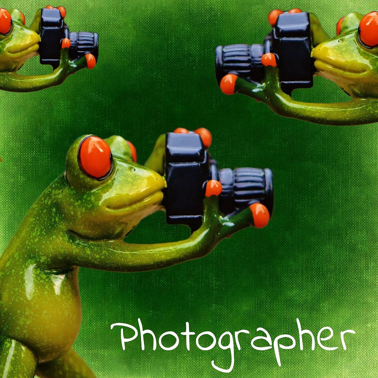 photographer frog funny free photo