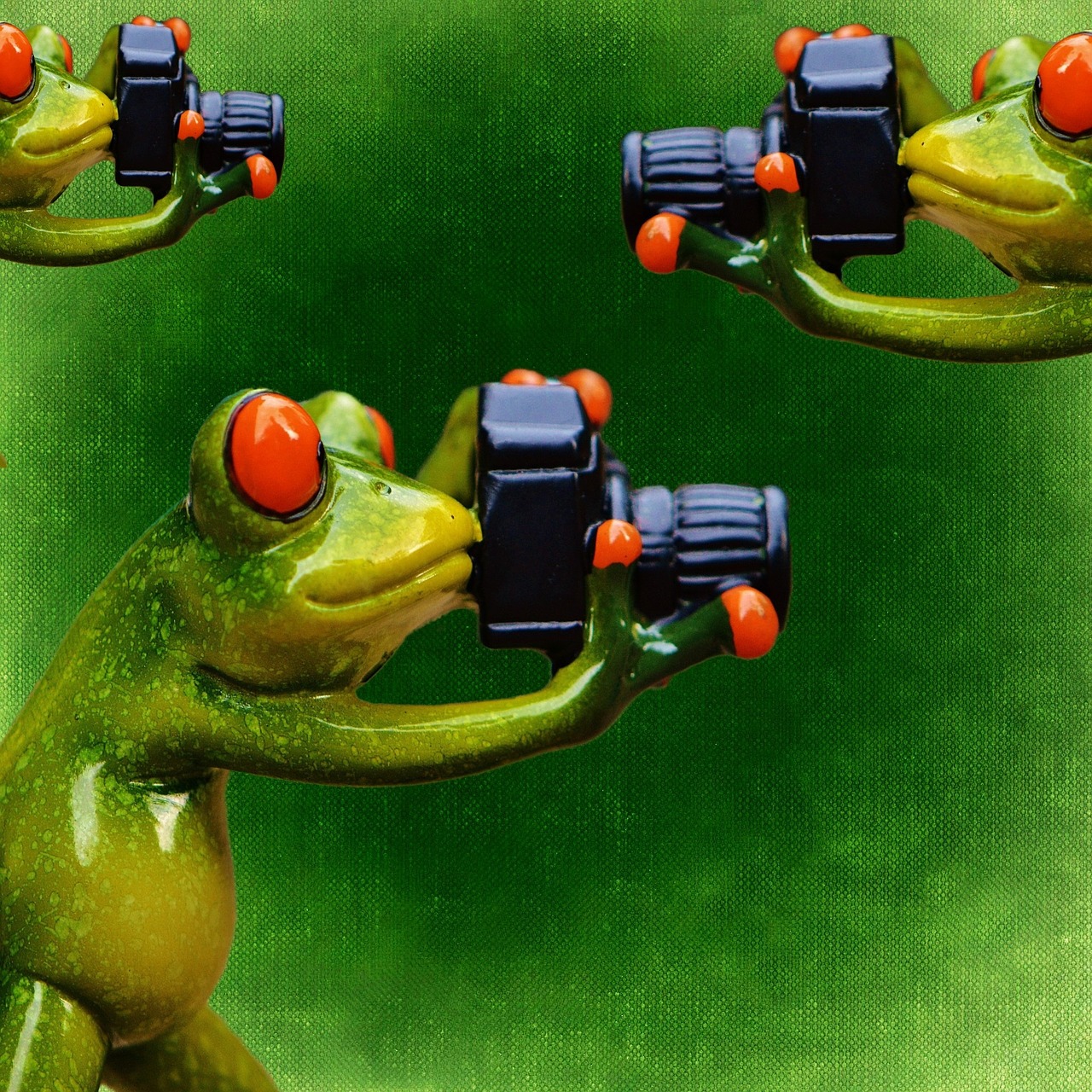 photographer frog funny free photo