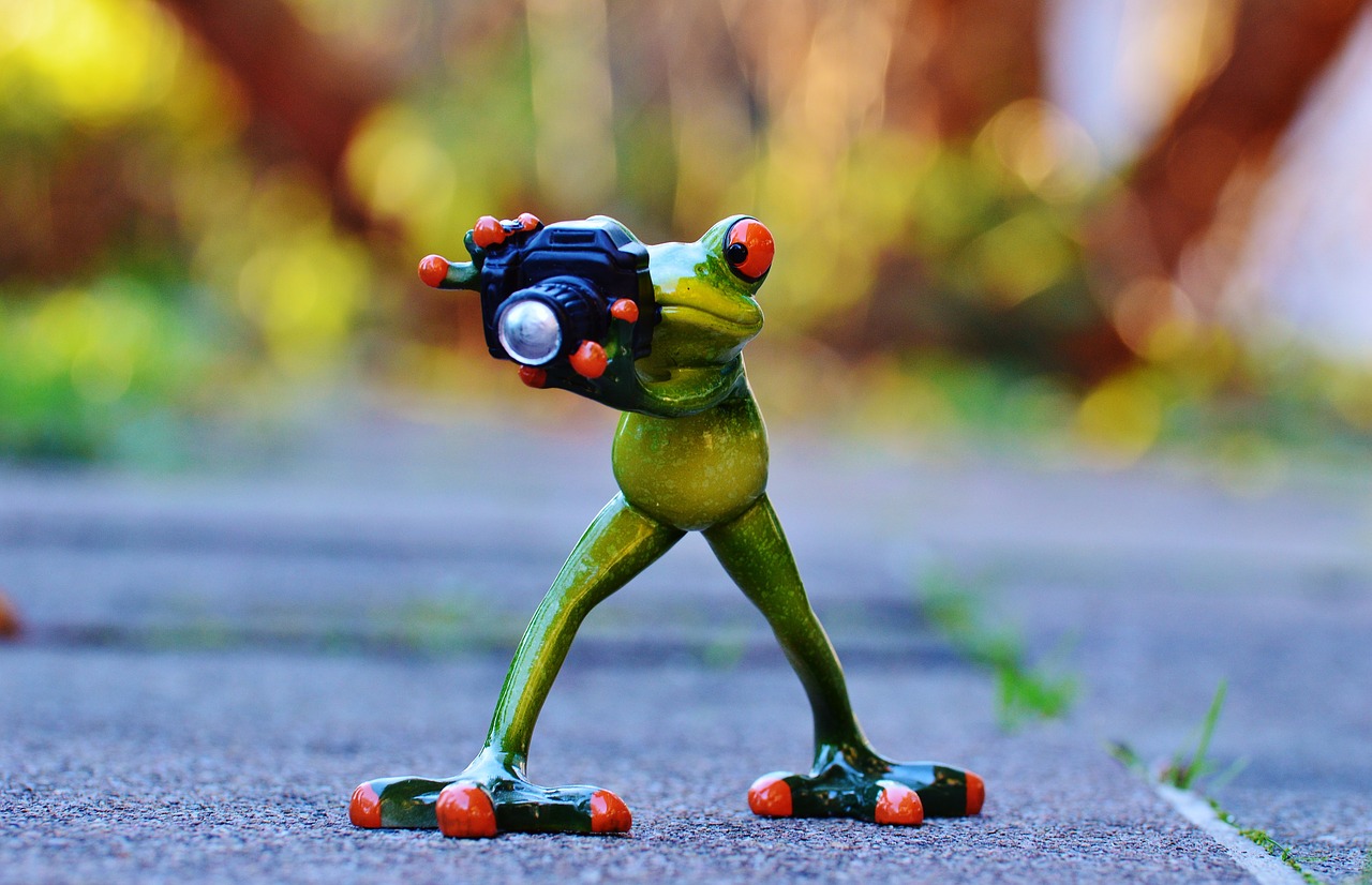 photographer frog funny free photo