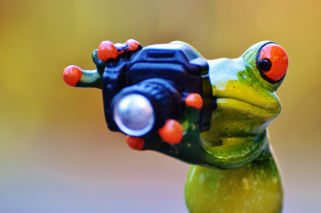 photographer frog funny free photo