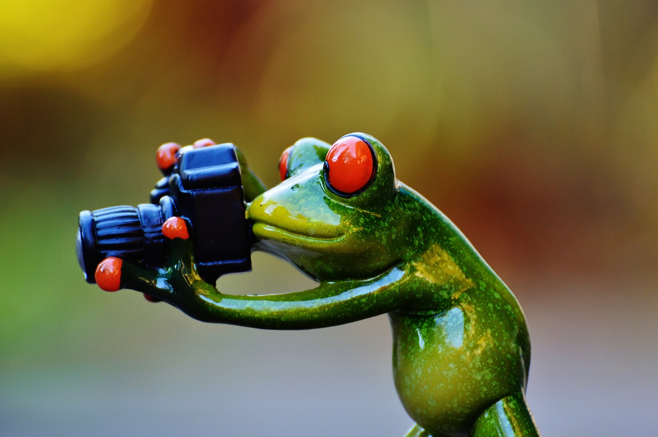 photographer frog funny free photo