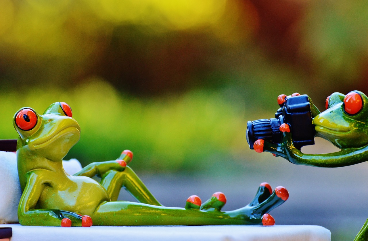 photographer frog photo shoot free photo