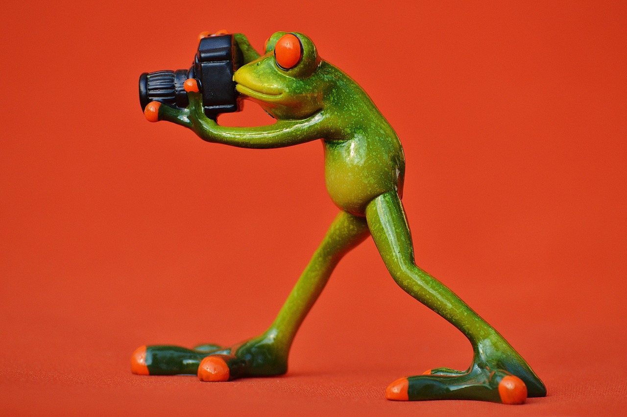 photographer frog funny free photo