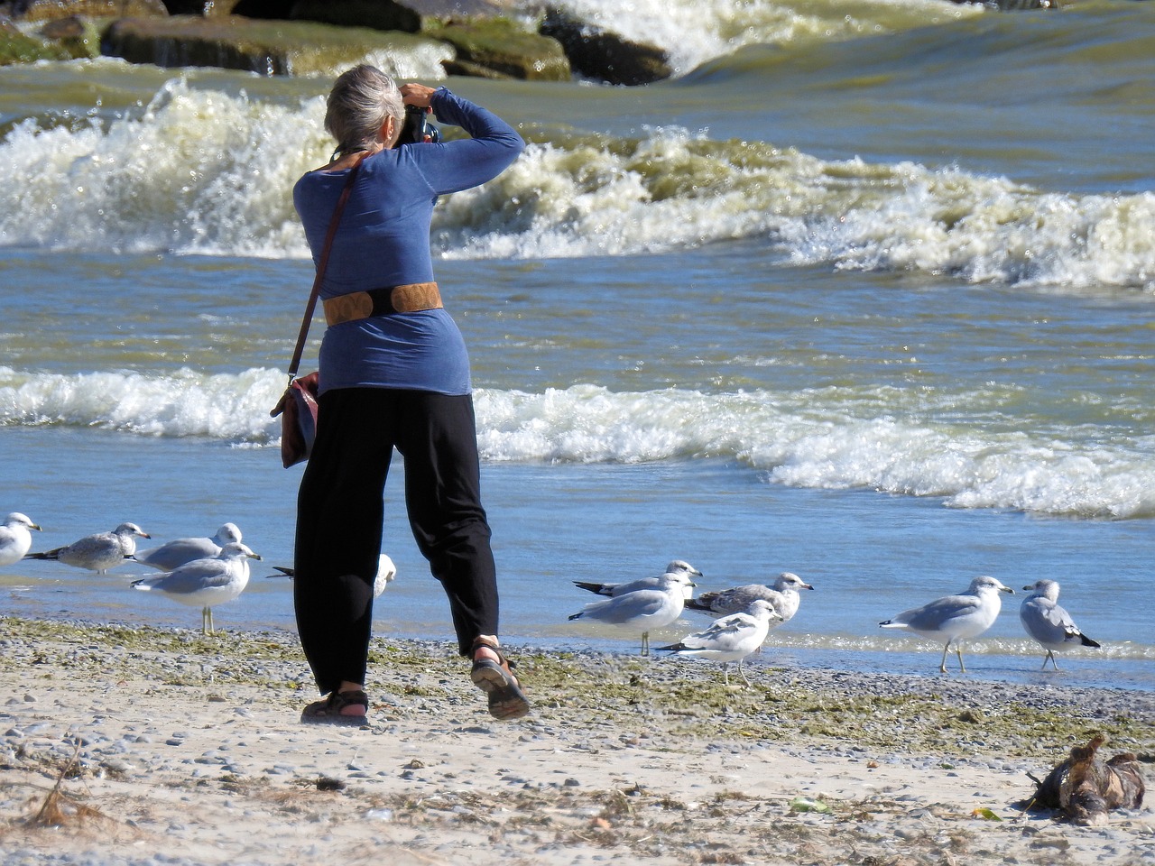 photographer waves seagulls free photo