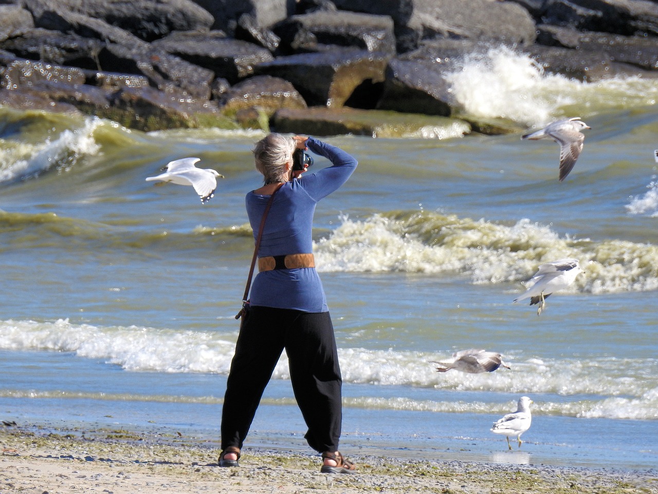 photographer waves seagulls free photo