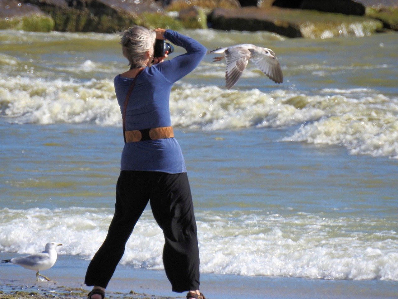 photographer waves seagull free photo