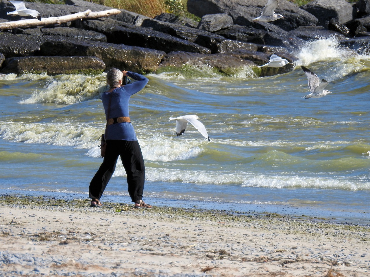 photographer waves seagull free photo